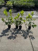 Bod gevraagd 200 stuks Rhododendron 40-60 cm B-keus, Ophalen, Rhododendron, Haag, Minder dan 100 cm