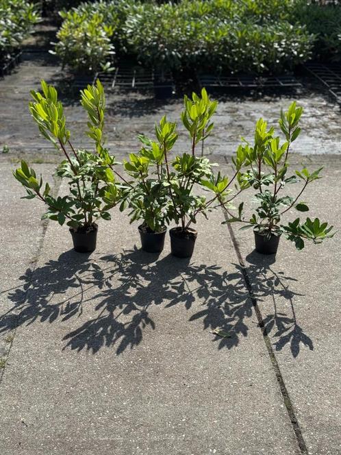 Bod gevraagd 200 stuks Rhododendron 40-60 cm B-keus, Tuin en Terras, Planten | Struiken en Hagen, Haag, Rhododendron, Minder dan 100 cm