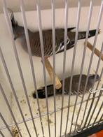 Kuifduiven, Meerdere dieren