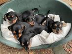 Dwergteckel puppy’s, Dieren en Toebehoren, CDV (hondenziekte), 8 tot 15 weken, Dwerg, Meerdere