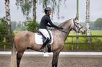 8-jarige P.R.E. ruin, Dieren en Toebehoren, Paarden, Gechipt, Ruin, M, Dressuurpaard