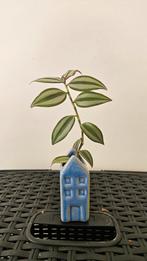 Tradescantia Zebrina in Blauw Huisje, Ophalen, Overige soorten, Halfschaduw, In pot