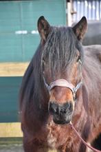 SUPERBRAVE Cheval De Trait koudbloed, Dieren en Toebehoren, Paarden, Recreatiepaard, Hengst, Gechipt, 160 tot 165 cm