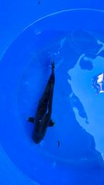 Koi doitsu komonryu, Dieren en Toebehoren, Karper of Koi