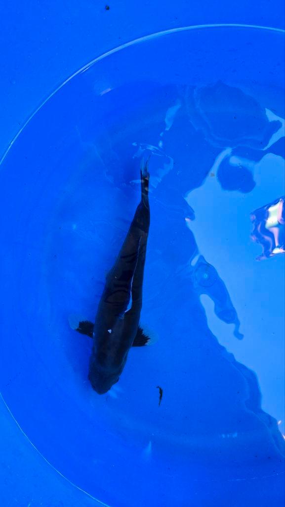 Koi doitsu komonryu, Dieren en Toebehoren, Vissen | Vijvervissen, Karper of Koi