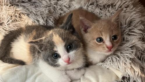 Twee kittens, ( 1 katertje en 1 poesje), Dieren en Toebehoren, Katten en Kittens | Raskatten | Langhaar, Meerdere dieren