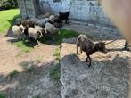 OUESSANTOOI, Dieren en Toebehoren, Schapen, Geiten en Varkens, Vrouwelijk, Schaap, 3 tot 5 jaar