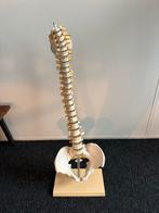 Wervelkolom Model voor Studie/Massage, Ophalen, Zo goed als nieuw