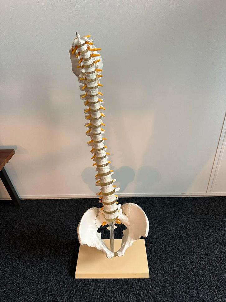 Wervelkolom Model voor Studie/Massage, Hobby en Vrije tijd, Overige Hobby en Vrije tijd, Zo goed als nieuw, Ophalen