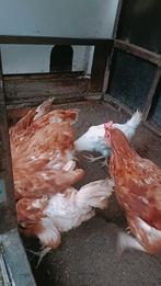 Legkippen, Dieren en Toebehoren, Vrouwelijk, Kip