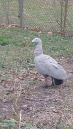 Hoendergans, Meerdere dieren, Gans of Zwaan