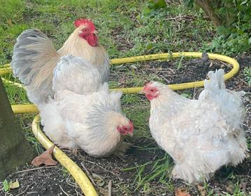 Broedeieren cochin kriel isabel(porselein) beschikbaar voor biedingen
