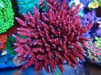 Acropora kolonies / lps zeeaquarium koraal