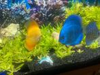 Mooi compleet aquarium merk JUWEL 200 Liter met onderkast, Ophalen, Zo goed als nieuw, Gevuld zoetwateraquarium