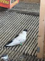 Te koop Afghaans Duiven, Dieren en Toebehoren, Vogels | Duiven, Meerdere dieren, Overige soorten