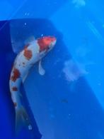 Japanse Koi Hariwake, Dieren en Toebehoren, Vissen | Vijvervissen
