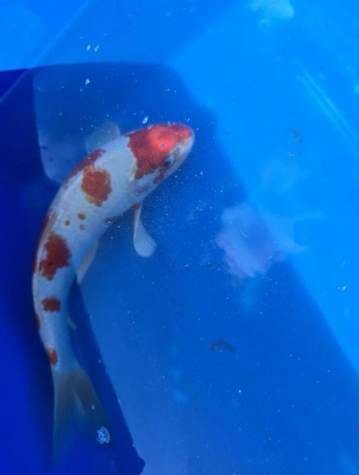 Japanse Koi Hariwake, Dieren en Toebehoren, Vissen | Vijvervissen