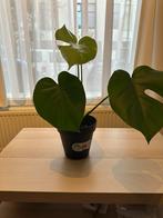 Monstera young cutting, Ophalen, Halfschaduw, Minder dan 100 cm