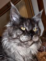 XXL Maine Coon Rus DEKKATER BlackSmoke GetestVriendelijkReus, 3 tot 5 jaar