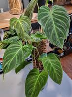 philodendron splendid stek, Huis en Inrichting, Kamerplanten, Ophalen of Verzenden, Halfschaduw, Minder dan 100 cm