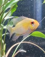 Hobbyaquarium Mikrogeophagus Ramirezi Gold / Antennebaarsje, Vis, Zoetwatervis, Schoolvis
