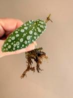 begonia white ice stek geworteld, Huis en Inrichting, Kamerplanten, Ophalen of Verzenden, Halfschaduw, Minder dan 100 cm