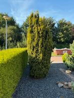 Taxus Baccate, Tuin en Terras, Ophalen, Bloeit niet, Halfschaduw, Overige soorten