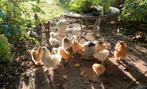 te koop zijdehoentjes, hennetjes en kuikens, Dieren en Toebehoren, Pluimvee, Meerdere dieren, Kip