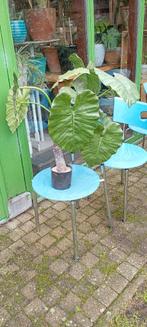 Nep Alocasia's, Huis en Inrichting, Ophalen, Halfschaduw, 100 tot 150 cm