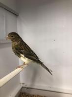 Timbrado isabel 2025, Dieren en Toebehoren, Vogels | Kanaries, Mannelijk, Kleurkanarie