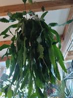 Lepismium Houlletianum, Huis en Inrichting, Kamerplanten, Ophalen, Halfschaduw, Minder dan 100 cm