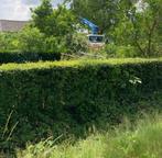 Meidoorn haag 60 meter, Tuin en Terras, Ophalen, Overige soorten, Haag, 100 tot 250 cm