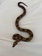 Boa constrictor, Slang