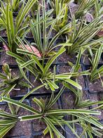 Stekjes grasplant zegge Carex morrowii, Tuin en Terras, Ophalen, Vaste plant, Siergrassen, Halfschaduw