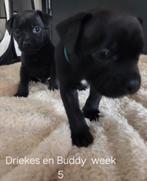 Engelse stafford x franse bulldog/ jack russel pup, Overige rassen, 8 tot 15 weken, Meerdere, Meerdere dieren