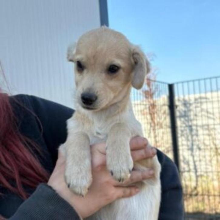 AIN: Bila, Dieren en Toebehoren, Honden | Niet-rashonden, Klein, Teef, Handelaar, Eén hond, Buitenland, 15 weken tot 1 jaar, CDV (hondenziekte)