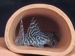 L066 Hypancistrus species, Dieren en Toebehoren, Vis, Zoetwatervis