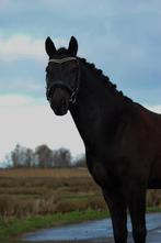Lieve 10 jarige ruin te koop, Dieren en Toebehoren, Paarden, Gechipt, Minder dan 160 cm, Ruin, L