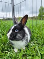 Spiderman zoekt een huisje! (gecastreerd en gevaccineerd), Dieren en Toebehoren, Konijnen, Mannelijk, Klein, 0 tot 2 jaar