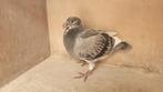 Jonge postduif, Dieren en Toebehoren, Vogels | Duiven, Meerdere dieren, Postduif