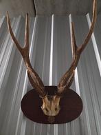 Geweitrofee op schild, Ophalen of Verzenden