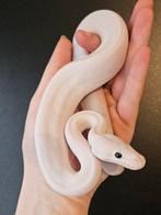 Koningspython- ballpython- python regius, Dieren en Toebehoren, Slang, Tam, 0 tot 2 jaar