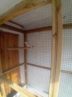 tekoop mooie bonte merel van 2025 met dna, Dieren en Toebehoren, Mannelijk, Wildzangvogel, Geringd