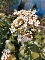 Viburnum tinus sneeuwbal, Volle zon, Vaste plant, Zomer, Ophalen