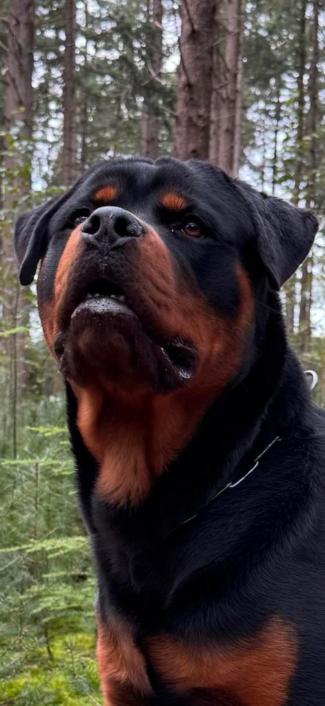 Rottweiler Reu 1 jaar en 5 maanden, Dieren en Toebehoren, Honden | Dekreuen, Meerdere dieren, Particulier, Eén hond, Nederland