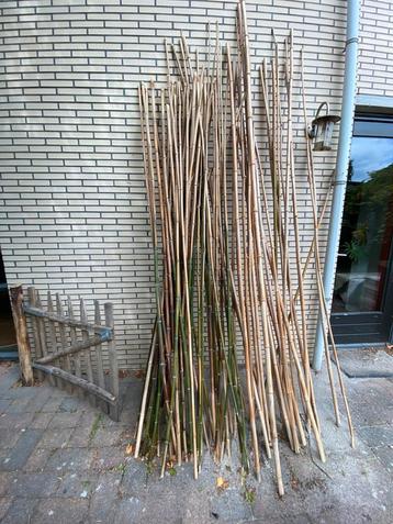 Bamboe bamboo stokken tonkin bamboestokken 15-30mm 3 meter beschikbaar voor biedingen