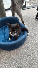 Kitten baby jonkies 8 weken kat, Kater, Kortharig, 0 tot 2 jaar