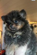 Mini pomeriaan teefje 10 centimeter hoog tekoop in belgie, Parvo, België, Particulier, Keeshond
