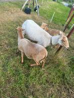 Nolana landschaap ooien, Vrouwelijk, Schaap