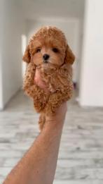 Exclusieve Maltipoo TeaCup pups (Maltezer/Azian Toy Poedel), Dieren en Toebehoren, Honden | Chihuahua's en Gezelschapshonden, Particulier